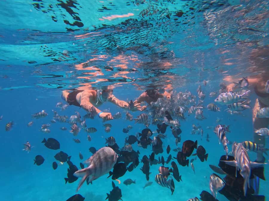 Hurghada: 4 Island Hopping Tour Dolphin, Snorkeling & Lunch - Lunch on the boat, and what to expect