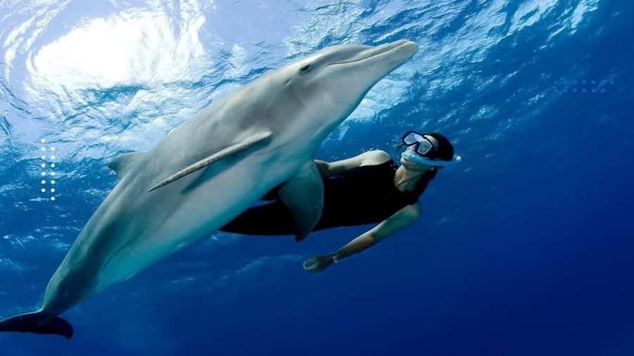 Hurghada: All-Inclusive Elite VIP Dolphin House & Massage - At a glance