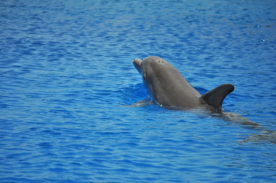 Hurghada: All-Inclusive Elite VIP Dolphin House & Massage - Setting out from Hurghada before the heat