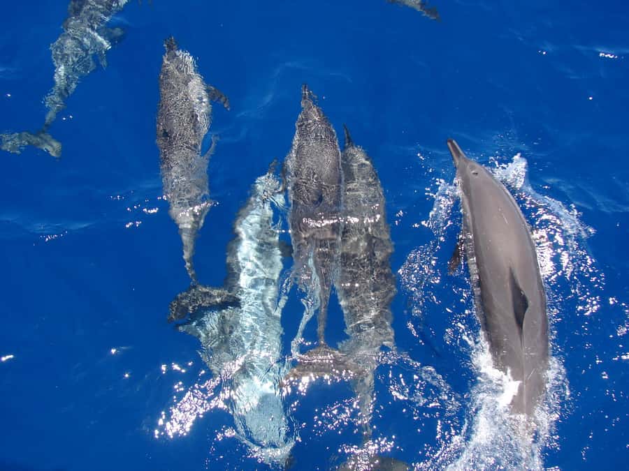 Hurghada: All-Inclusive Elite VIP Dolphin House & Massage - Two reef stops with equipment and help in the water