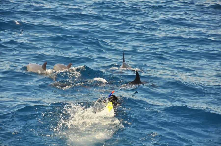 Hurghada: All-Inclusive Elite VIP Dolphin House & Massage - Lunch on a moving boat