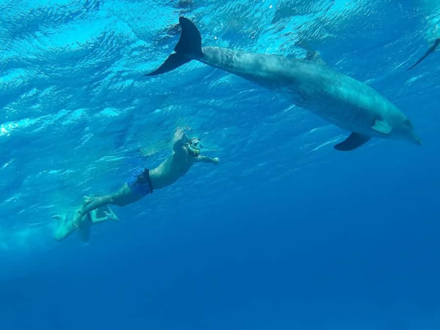 Hurghada: All-Inclusive Elite VIP Dolphin House & Massage - The massage is a surprisingly useful finish