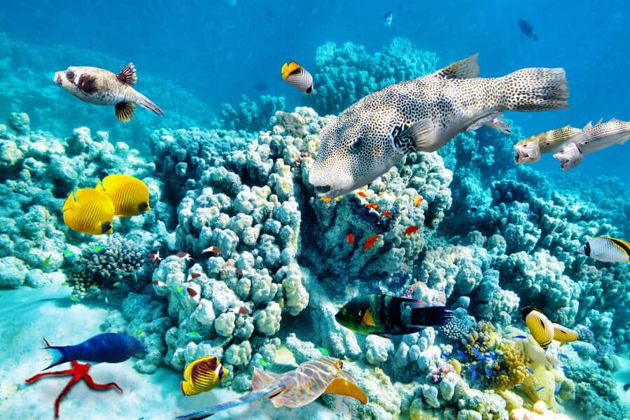 Hurghada: Beginners Scuba Diving Full-Day Boat Trip & Lunch - Practical tips for a calmer day