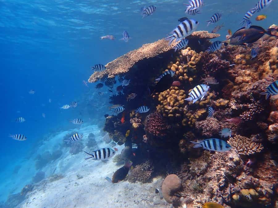Hurghada: Boat trip to Magawish island with Multi Options - Should you book the Magawish Island trip?