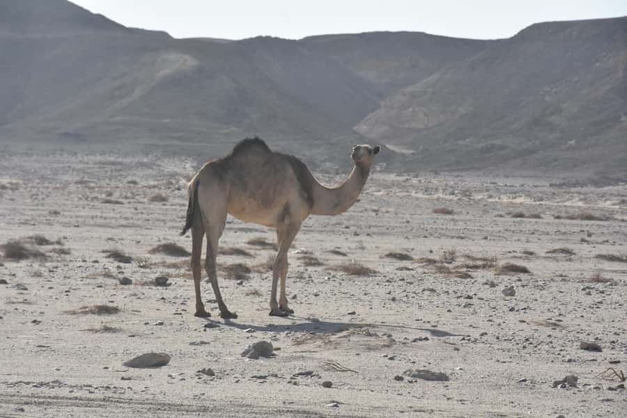 Hurghada: Camel Ride & horse ride and Off-Road Jeep Tour - One hour by camel through valleys and mountain country
