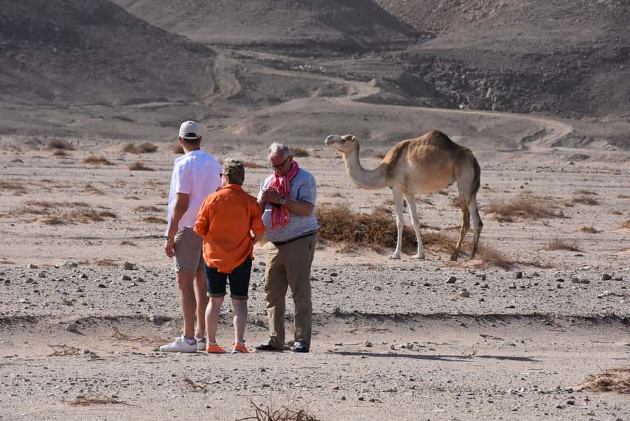 Hurghada: Camel Ride & horse ride and Off-Road Jeep Tour - The farm tour and the animals