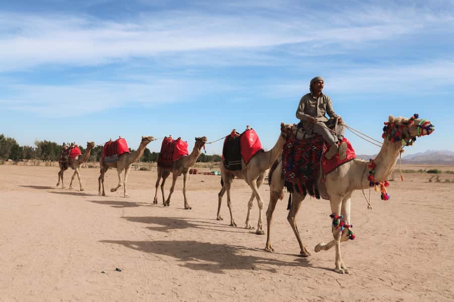 Hurghada: Camel Ride & horse ride and Off-Road Jeep Tour - What $47 includes, and where the value sits