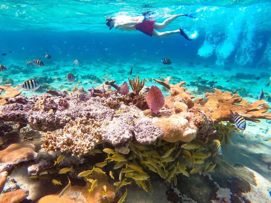 Hurghada: Day Snorkeling with Dolphins - Meeting wild dolphins at Dolphin Reef