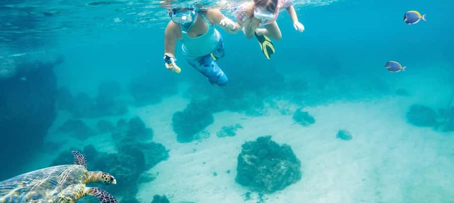 Hurghada: Day Snorkeling with Dolphins - What happens at the dolphin stop