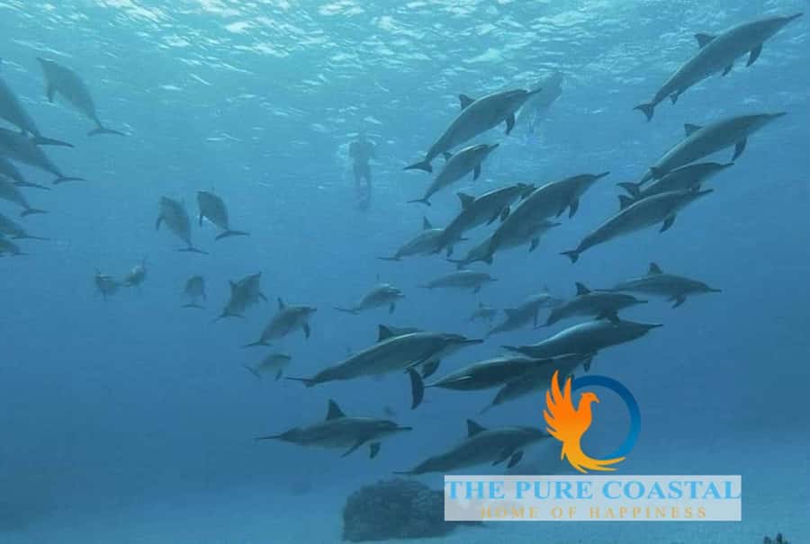 Hurghada: Day Snorkeling with Dolphins - The inflatable ride and lunch on board