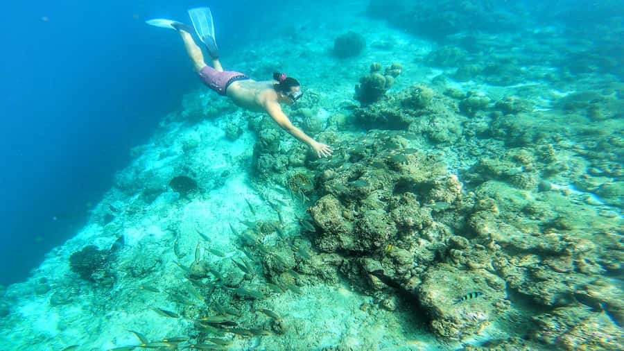 Hurghada: Day Snorkeling with Dolphins - What the 42 dollar price really covers