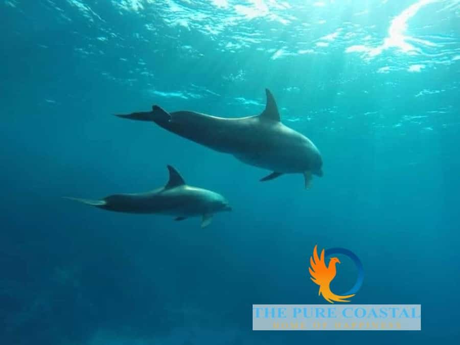 Hurghada: Day Snorkeling with Dolphins - Booking details worth knowing