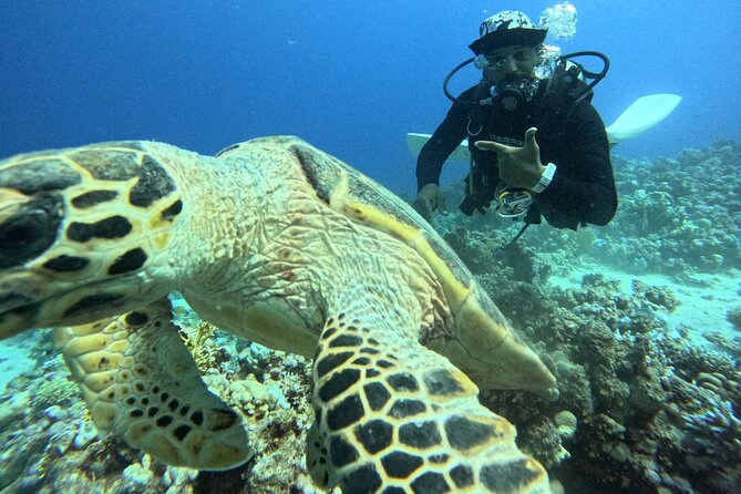 Hurghada Diving Adventure one Day with two Dives Boat Trip - What the high rating tells you, and what it does not