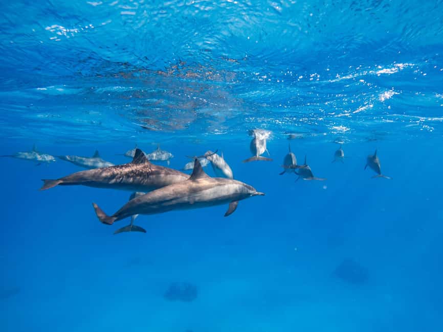 Hurghada: Dolphin & Coral Reef Snorkeling Tour with Lunch - Who will enjoy this Hurghada boat trip most