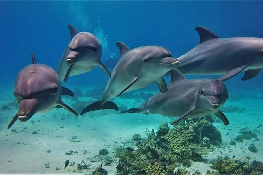 Hurghada: Dolphin & Coral Reef Snorkeling Tour with Lunch - Searching for dolphins in the open sea
