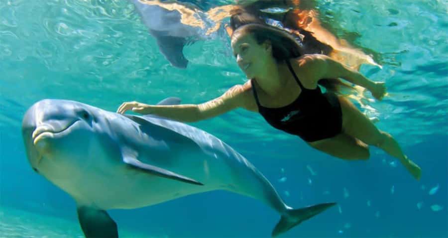 Hurghada: Dolphin watch Cruise with optional pickup - Key points before you book