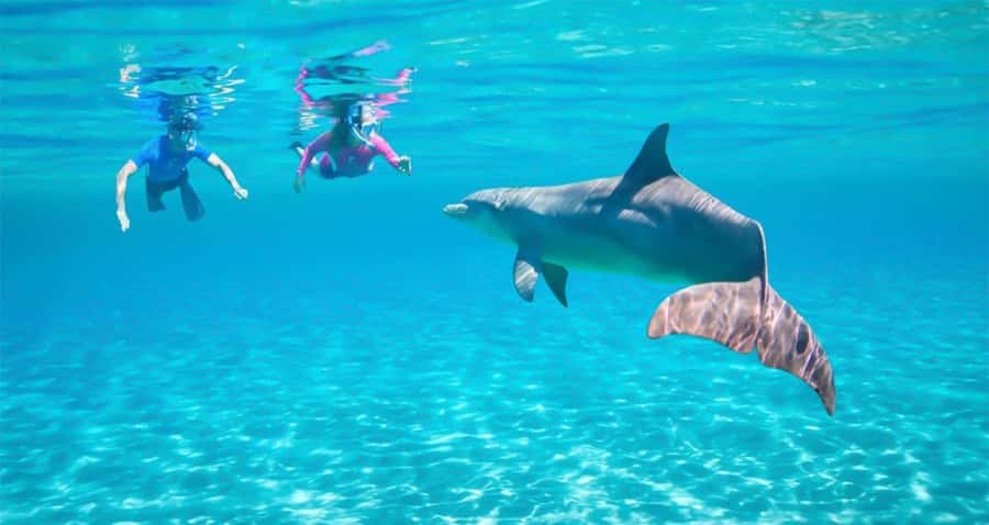 Hurghada: Dolphin watch Cruise with optional pickup - A Red Sea day built around coral, not guaranteed dolphins