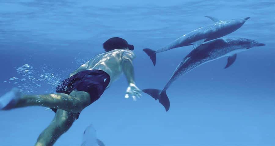 Hurghada: Dolphin watch Cruise with optional pickup - Coral reef snorkeling at the first stop
