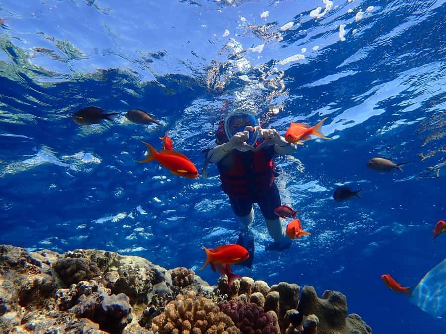 Hurghada: Dolphin watch Cruise with optional pickup - The dolphin search and Dolphin House