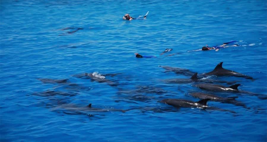 Hurghada: Dolphin watch Cruise with optional pickup - The second snorkeling stop