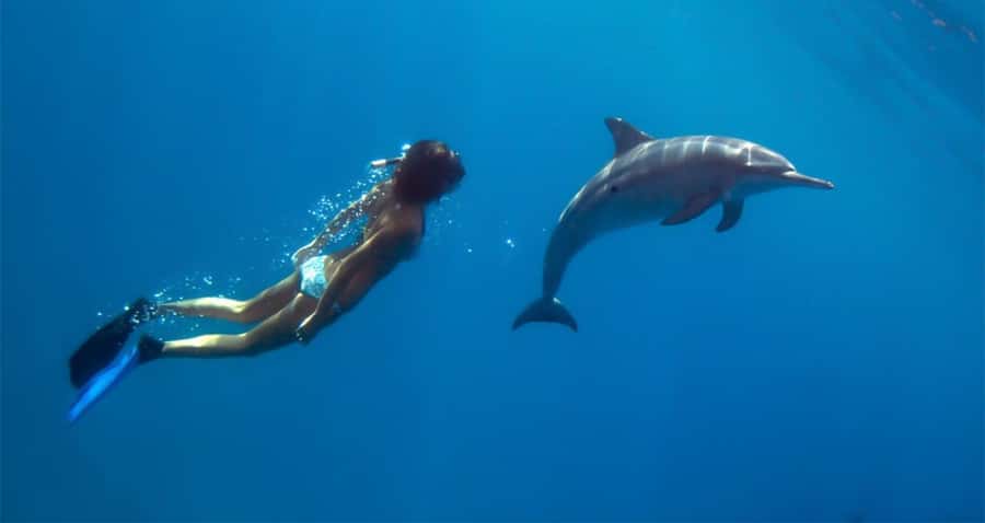 Hurghada: Dolphin watch Cruise with optional pickup - Lunch, drinks, and time to relax