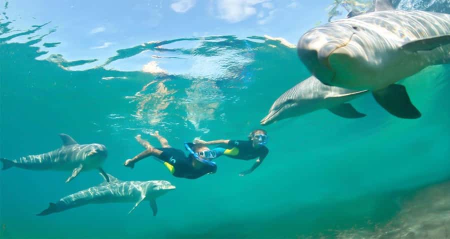 Hurghada: Dolphin watch Cruise with optional pickup - Who will enjoy this cruise most