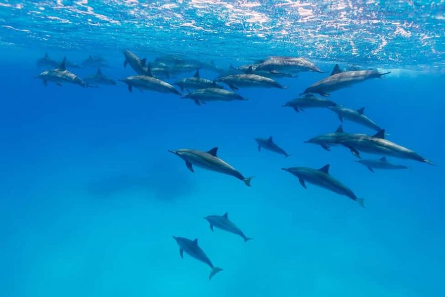 Hurghada: Dolphin Watching Boat Tour with Snorkeling & Lunch - Two snorkeling stops over coral reefs