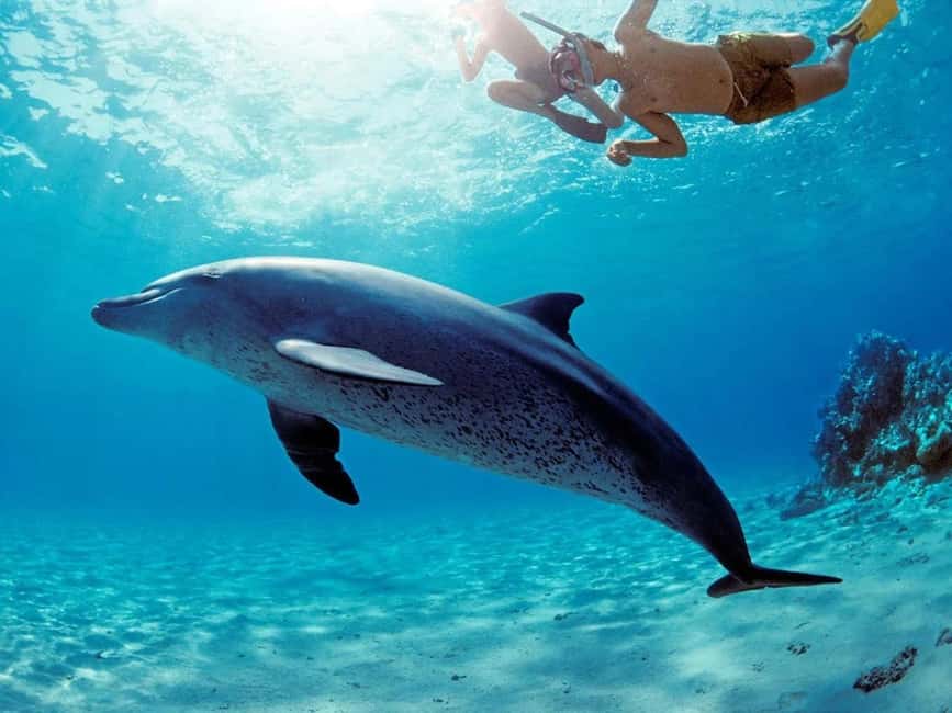 Hurghada: Dolphin Watching Boat Tour with Snorkeling & Lunch - Lunch, drinks, and the $25 value