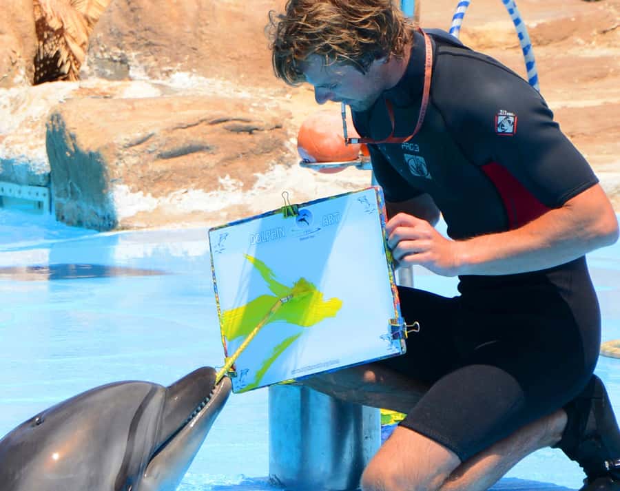 Hurghada: Dolphin World Show with Walruses and Pickup - What the Hurghada Dolphin World morning is really like
