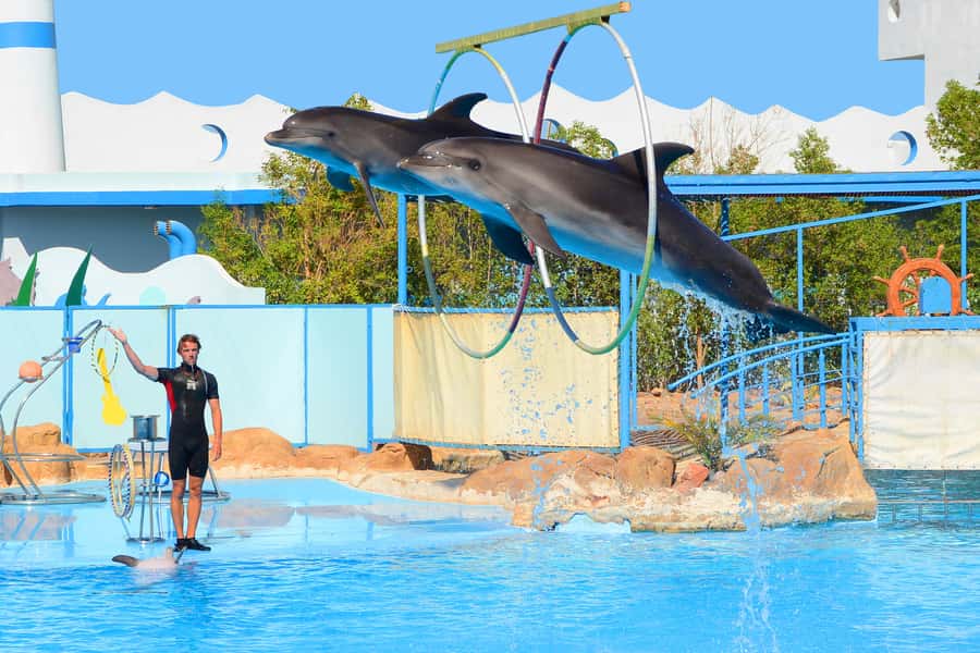 Hurghada: Dolphin World Show with Walruses and Pickup - The walrus and other animals