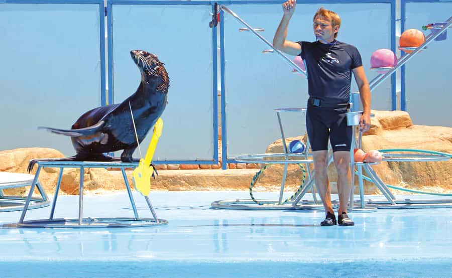 Hurghada: Dolphin World Show with Walruses and Pickup - How much value do you get for $23?