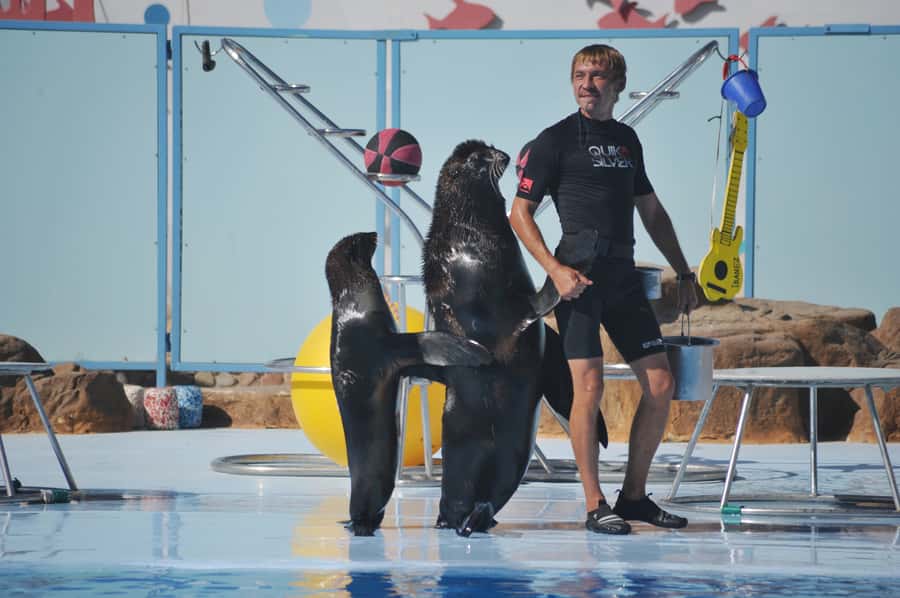 Hurghada: Dolphin World Show with Walruses and Pickup - Pickup from Hurghada and Makadi Bay