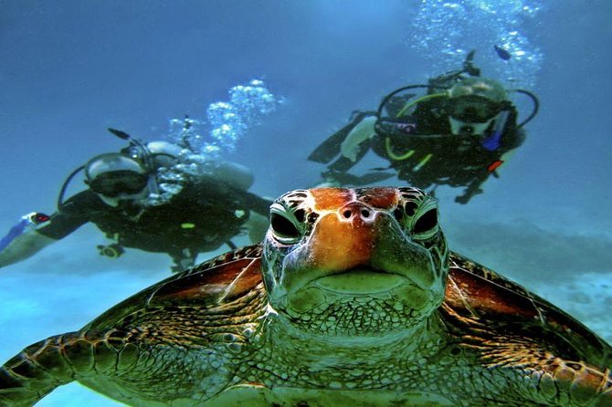 Hurghada: Full-Day Diving Tour with Lunch & Two Dive Sites - Two underwater sites make the day worthwhile