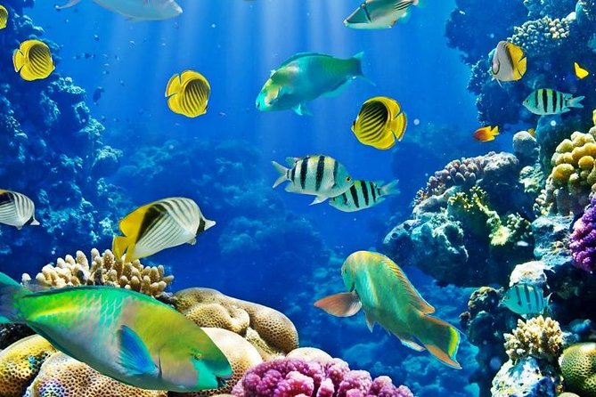 Hurghada: Full-Day Diving Tour with Lunch & Two Dive Sites - Coral, fish, and the value of two stops