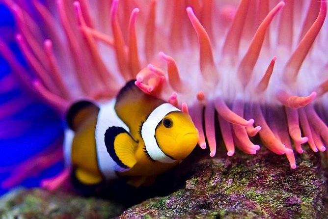 Hurghada: Full-Day Diving Tour with Lunch & Two Dive Sites - Boat comfort and the lunch break
