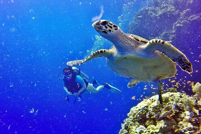 Hurghada: Full-Day Diving Tour with Lunch & Two Dive Sites - Hotel pickup and the Hurghada location question