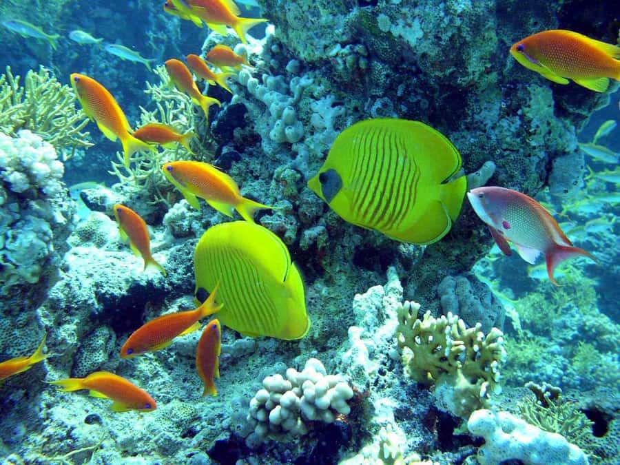 Hurghada: Full-Day Scuba Diving Tour with 2 Sites and Lunch - Starting the morning from Hurghada