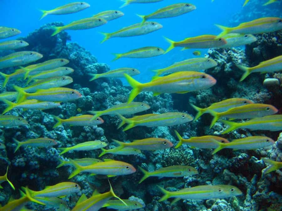 Hurghada: Full-Day Scuba Diving Tour with 2 Sites and Lunch - What makes the two sites worthwhile