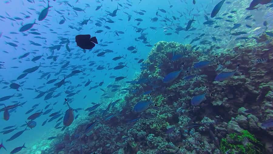 Hurghada: Full-Day Scuba Diving Tour with 2 Sites and Lunch - Lunch, drinks, and the long middle of the day