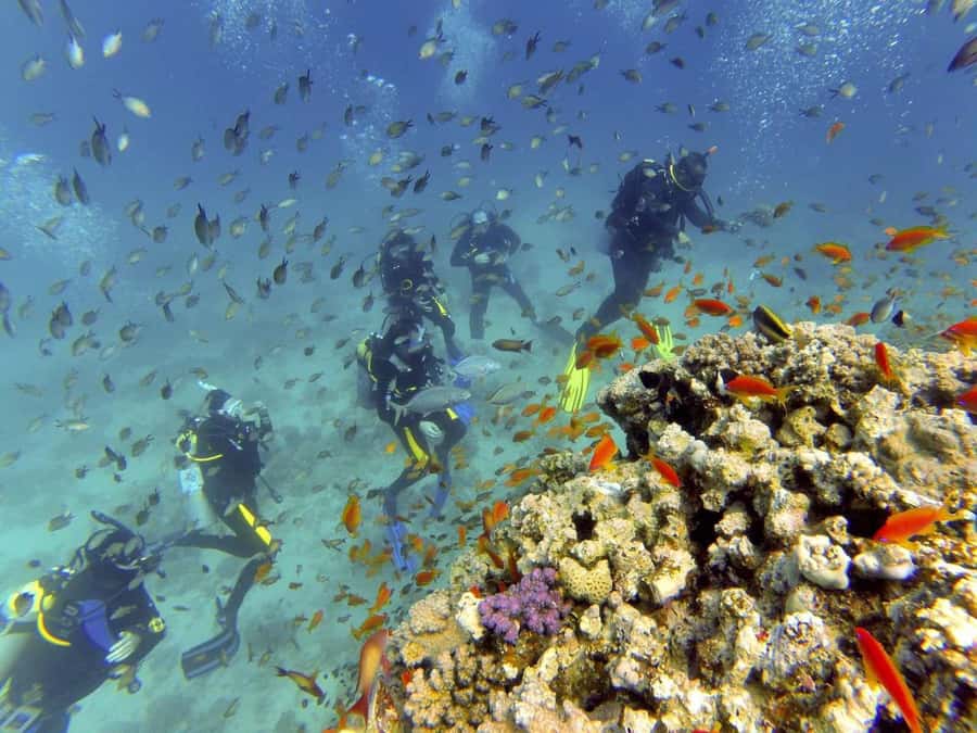 Hurghada: Full-Day Scuba Diving Tour with 2 Sites and Lunch - Transport, group size, and comfort