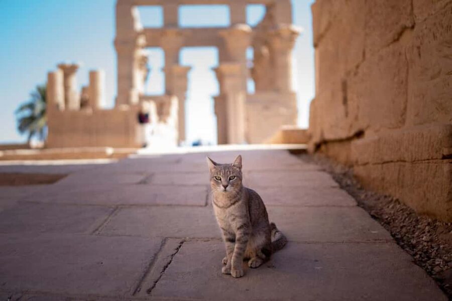 Hurghada: Luxor, Karnak Temple & Valley of the Kings - Karnak Temple and the 134-column hall