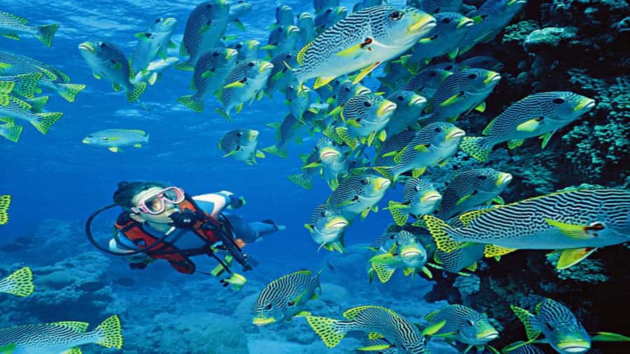 Hurghada:Luxury Diving & Snorkeling inc/Island/Lunch/Massage - Lunch on the yacht, with plenty of drinks