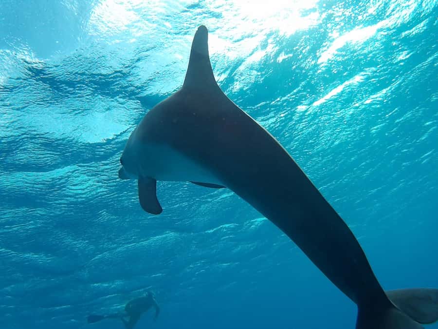 Hurghada: Luxury Orange Bay w/Snorkeling, Massage and Diving - Banana boat fun and final free time