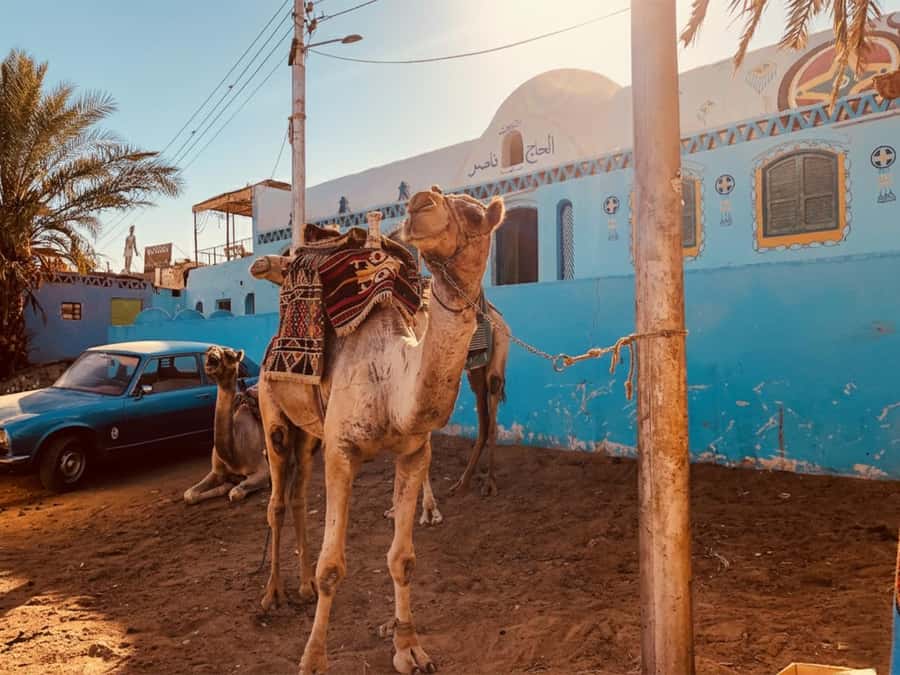 Hurghada: Morning Quad Bike Tour, Camel Ride and Transfer - Key points to know before you book