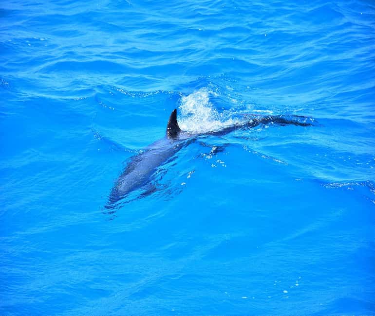 Hurghada or Makadi: Discover the Magic of Dolphin House - What lunch and drinks are really like