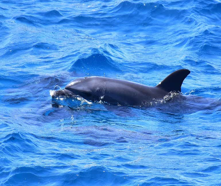 Hurghada or Makadi: Discover the Magic of Dolphin House - Safety and practical details that matter