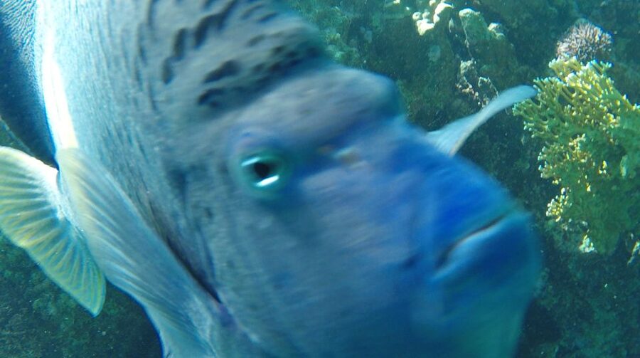 Hurghada: Orange Bay & Giftun Island, Snorkeling With Lunch - Snorkeling over Red Sea coral