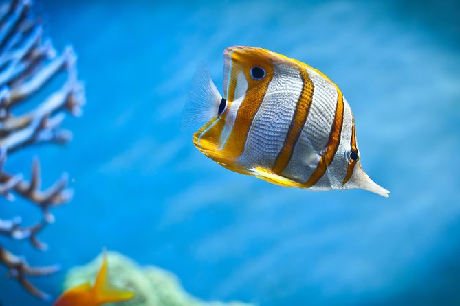 Hurghada: Orange Bay, Snorkeling, Watersports, Lunch & Drinks - Who should book this Orange Bay trip?