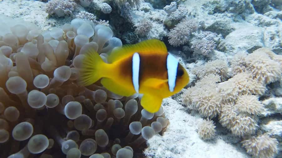 Hurghada: Premium Island Cruise with Lunch and snorkeling - What to bring for a comfortable day