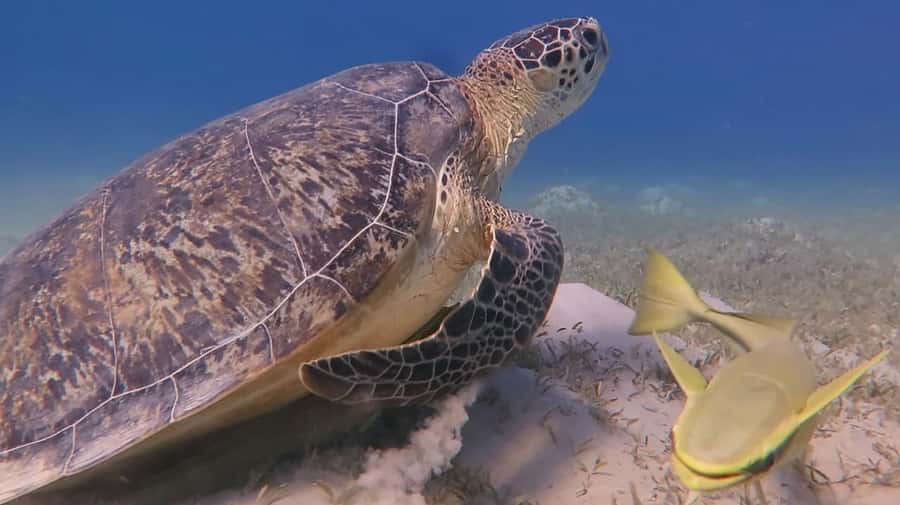 Hurghada: Premium Island Cruise with Lunch and snorkeling - Lunch, drinks, and onboard service